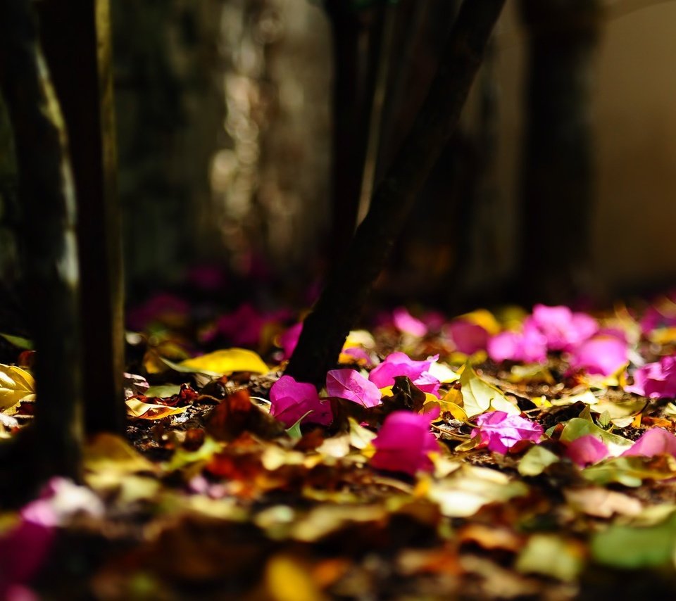 Обои цветы, листья, размытость, боке, flowers, leaves, blur, bokeh разрешение 1920x1080 Загрузить