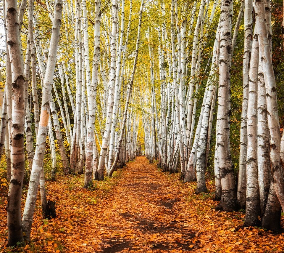 Обои деревья, дорожка, стволы, березы, осень, роща, trees, track, trunks, birch, autumn, grove разрешение 3840x2160 Загрузить