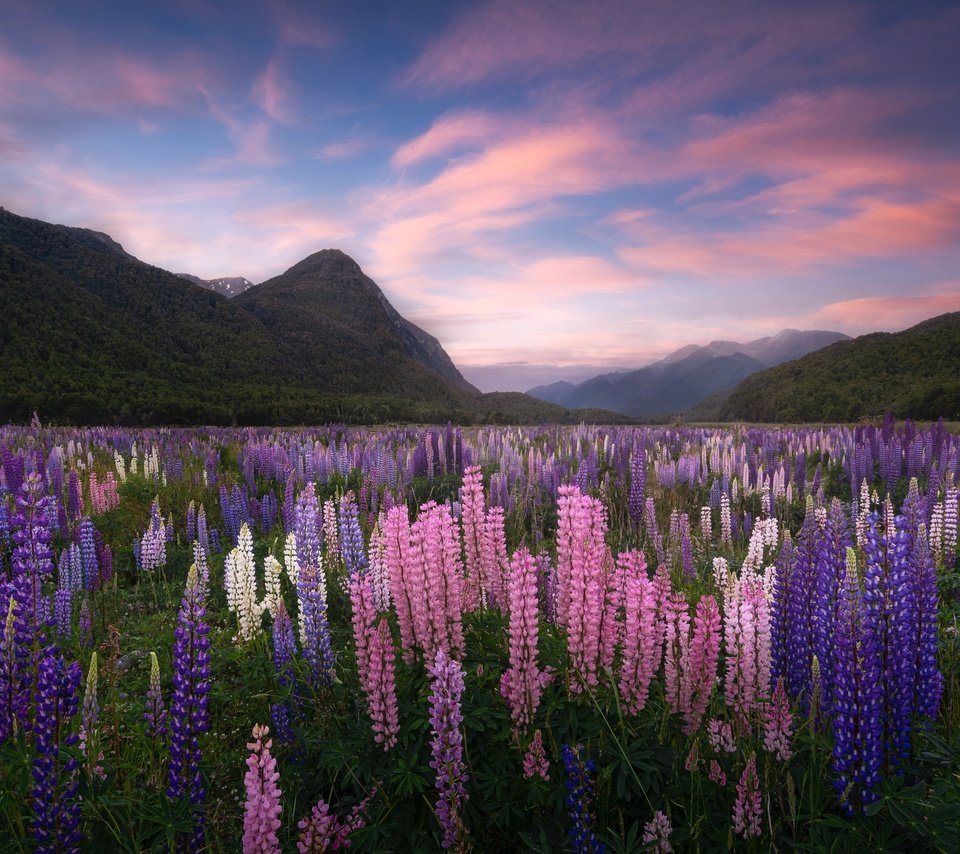 Обои цветы, горы, луг, новая зеландия, люпины, flowers, mountains, meadow, new zealand, lupins разрешение 4096x2615 Загрузить