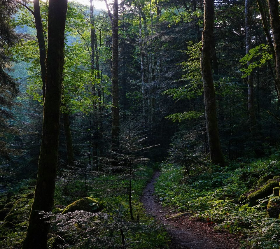 Обои деревья, полумрак, камни, лес, ветки, листва, тропинка, мох, заросли, trees, twilight, stones, forest, branches, foliage, path, moss, thickets разрешение 3840x2160 Загрузить