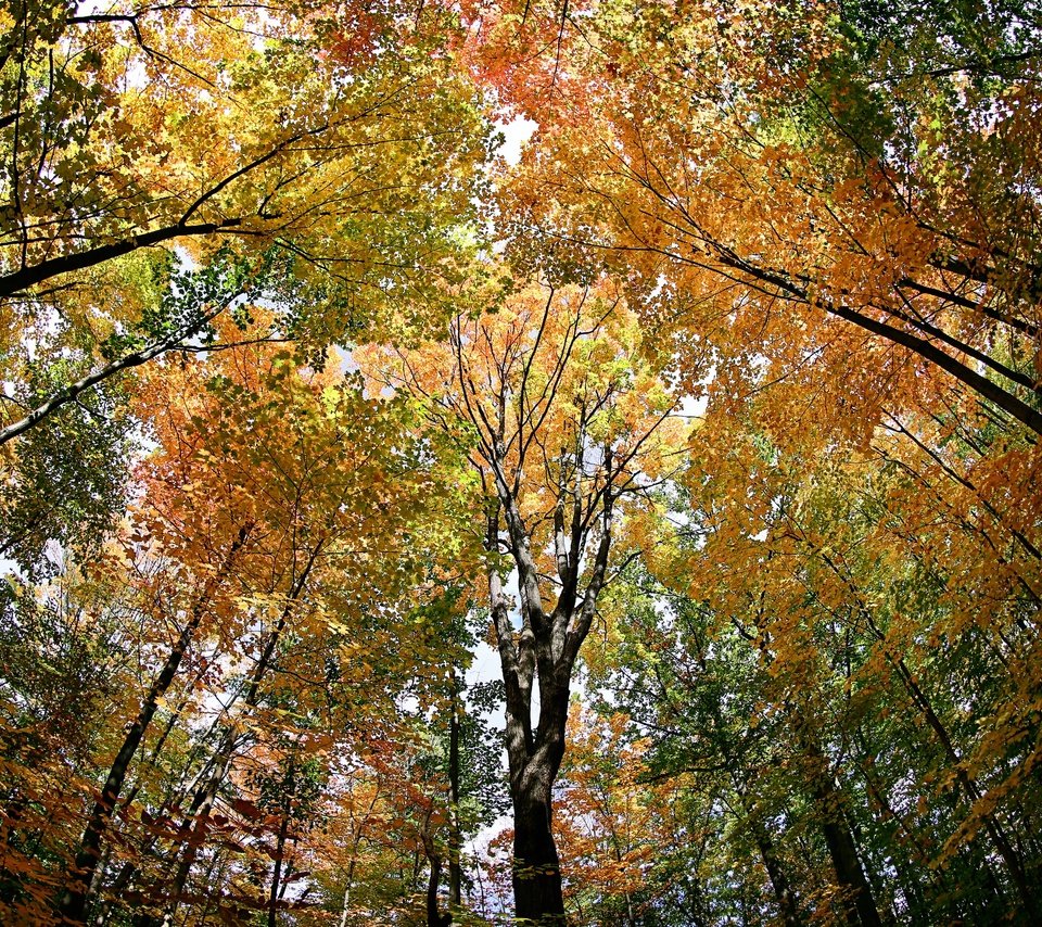 Обои деревья, лес, листья, осень, trees, forest, leaves, autumn разрешение 3072x2048 Загрузить