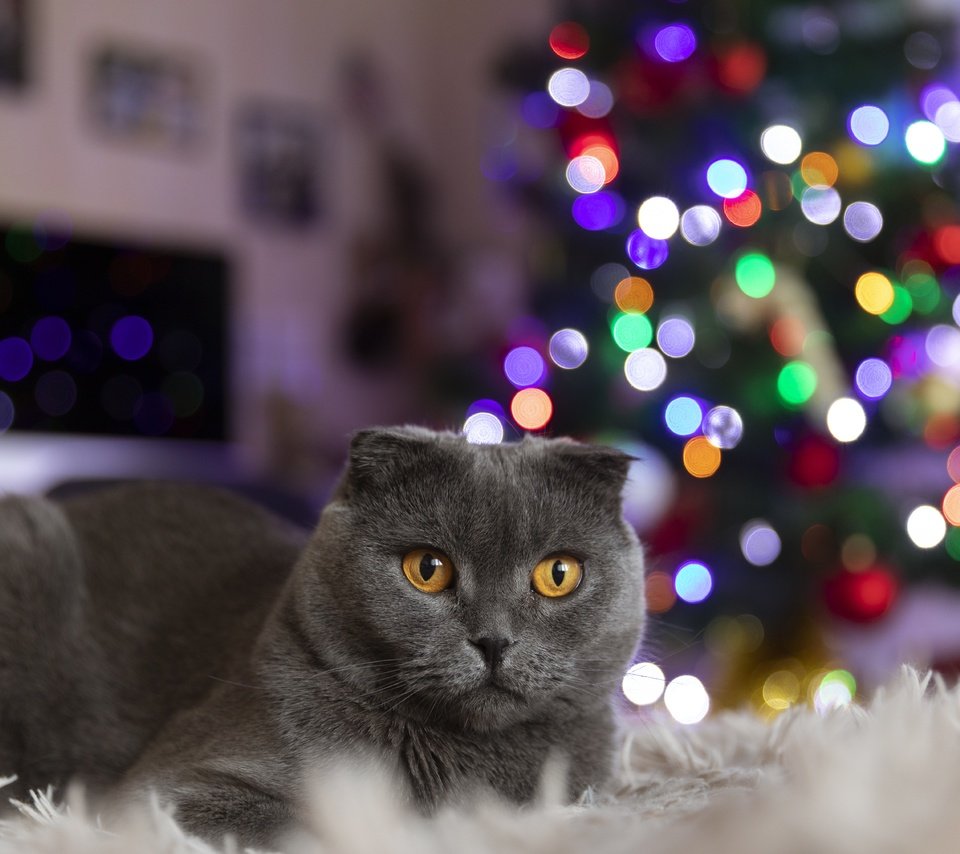 Обои огни, новый год, елка, кот, кошка, лежит, гирлянды, британская короткошерстная, lights, new year, tree, cat, lies, garland, british shorthair разрешение 6720x4480 Загрузить