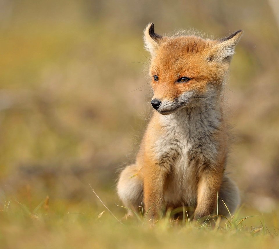 Обои лиса, сидит, малыш, лисенок, fox, sitting, baby разрешение 2000x1305 Загрузить