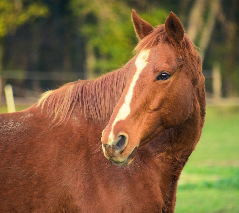 Обои морда, лошадь, взгляд, рыжая, конь, face, horse, look, red разрешение 3840x2560 Загрузить