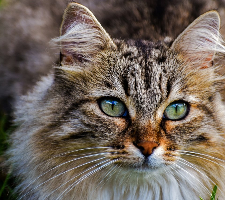 Обои морда, поза, портрет, кот, кошка, взгляд, зеленые глаза, пушистая, face, pose, portrait, cat, look, green eyes, fluffy разрешение 3840x2160 Загрузить