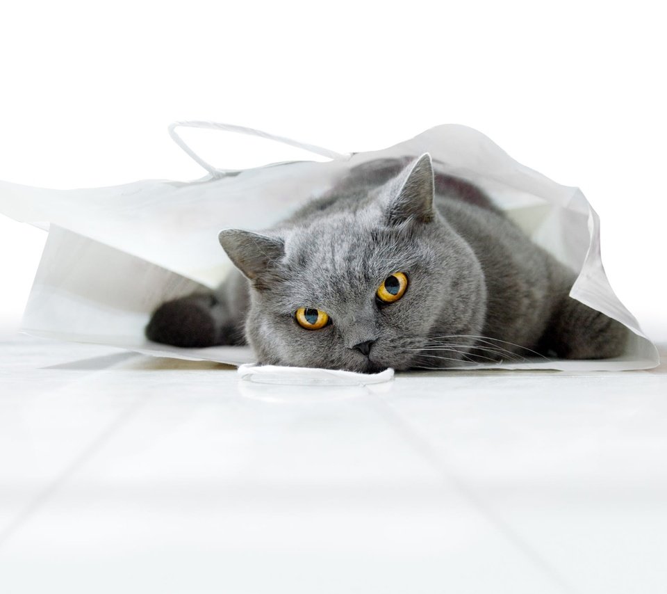 Обои поза, кот, кошка, взгляд, мордашка, британский, пакет, сумка, британская короткошерстная кошка, british shorthair, pose, cat, look, face, british, package, bag разрешение 2000x1396 Загрузить
