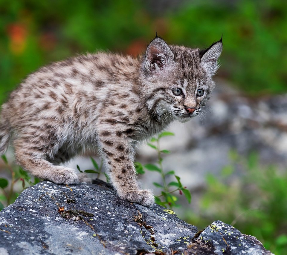 Обои природа, поза, рысь, котенок, камень, детеныш, боке, рысёнок, nature, pose, lynx, kitty, stone, cub, bokeh, a small lynx разрешение 3840x2509 Загрузить