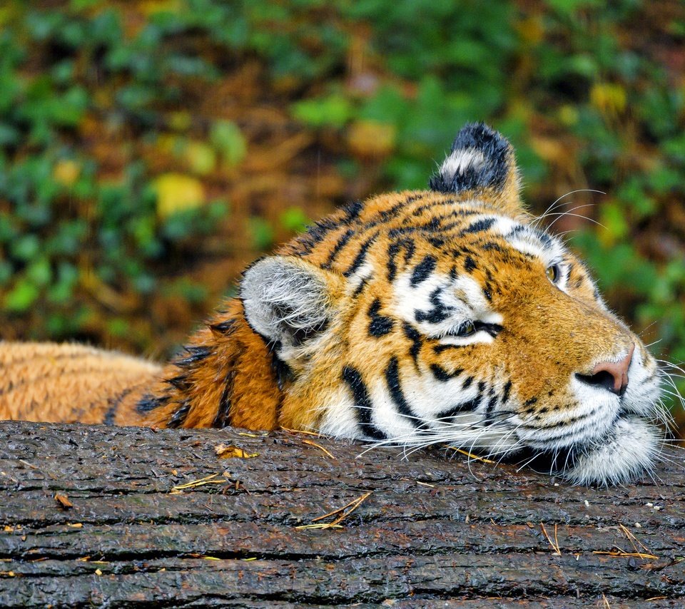 Обои тигр, лежит, дождь, бревно, tiger, lies, rain, log разрешение 3840x2160 Загрузить