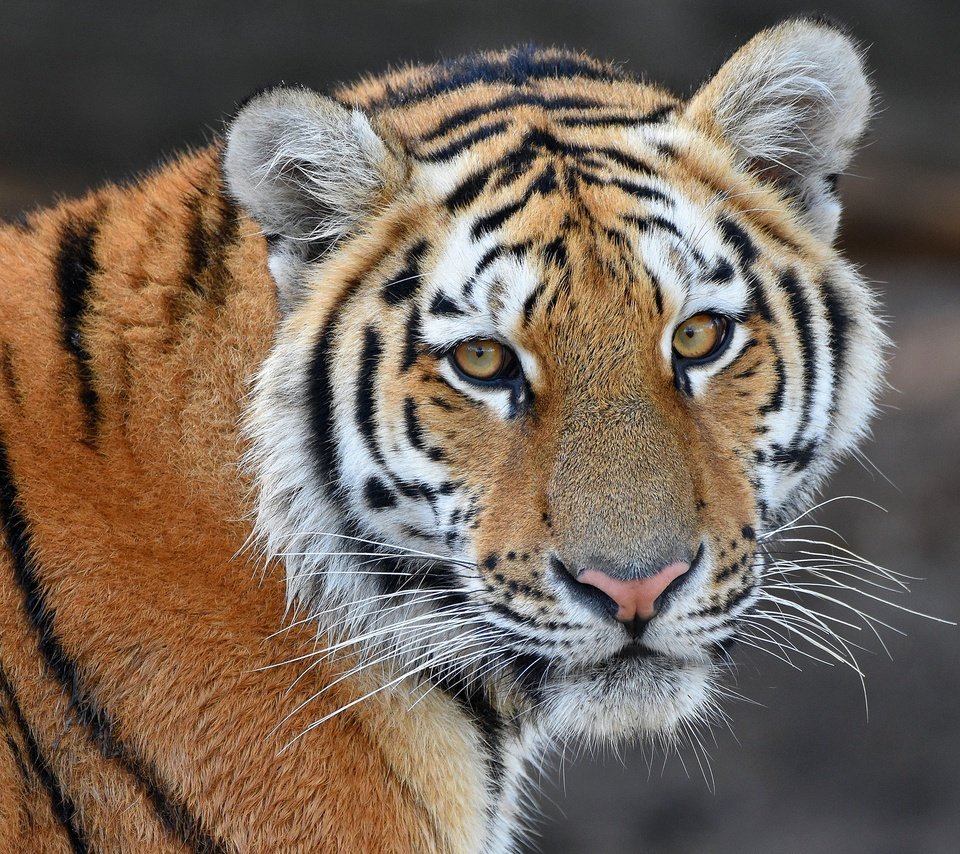 Обои тигр, морда, портрет, взгляд, tiger, face, portrait, look разрешение 2880x1853 Загрузить