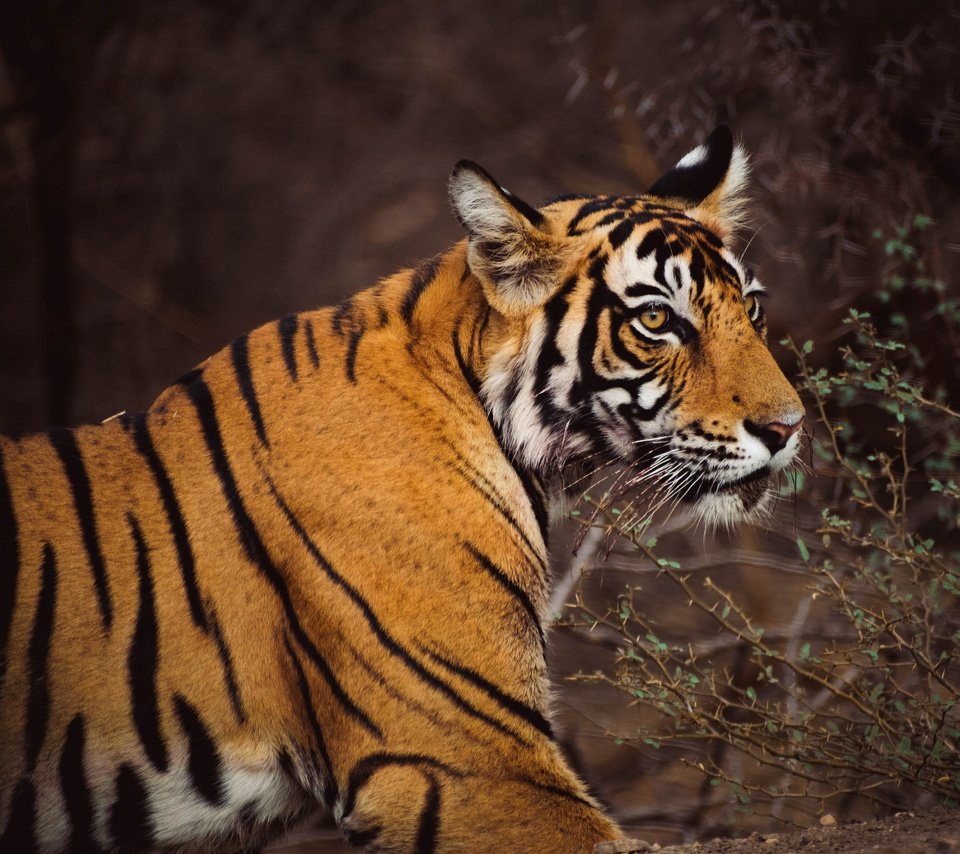 Обои тигр, морда, ветки, темный фон, tiger, face, branches, the dark background разрешение 3840x3072 Загрузить