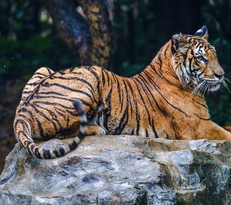 Обои тигр, природа, лежит, камень, темный фон, tiger, nature, lies, stone, the dark background разрешение 2560x1440 Загрузить