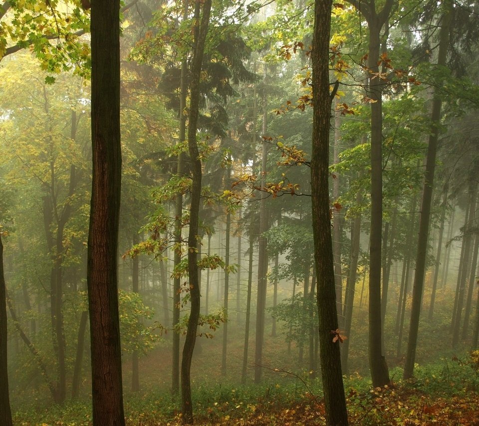 Обои трава, деревья, природа, лес, листья, туман, grass, trees, nature, forest, leaves, fog разрешение 1920x1200 Загрузить