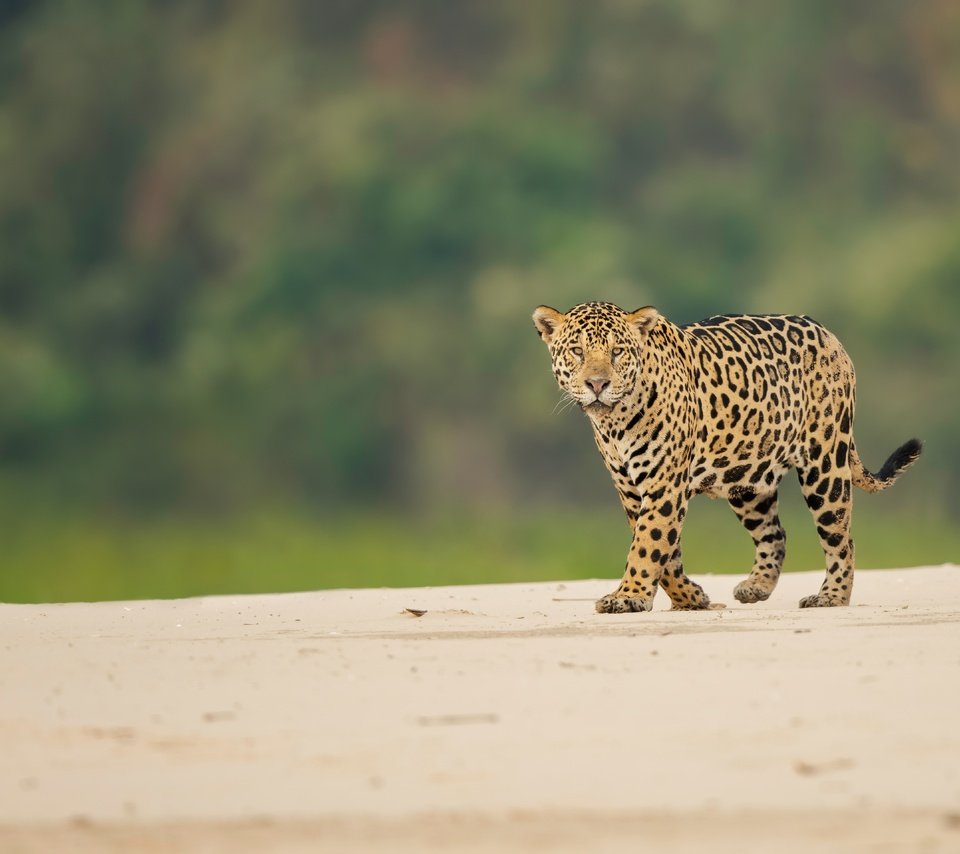Обои взгляд, ягуар, дикая кошка, боке, look, jaguar, wild cat, bokeh разрешение 7050x4700 Загрузить