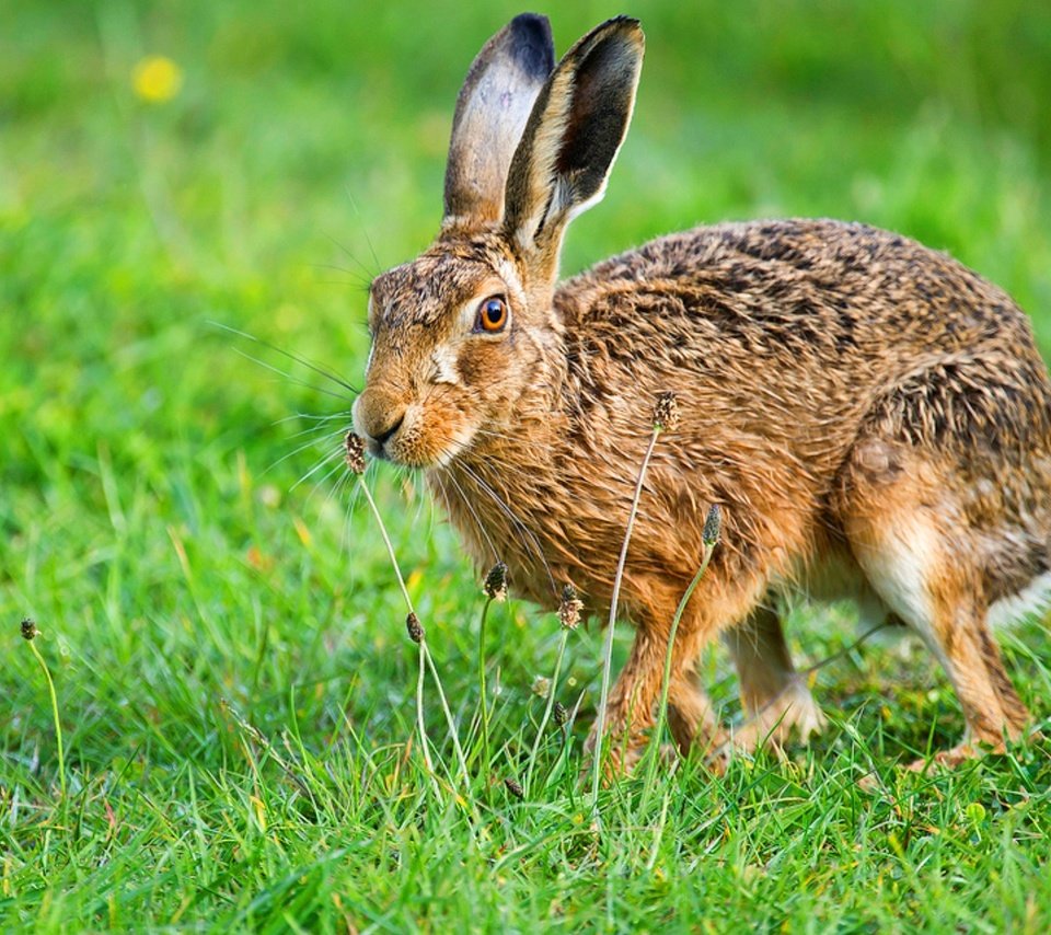 Обои животные, дикая природа, заяц, animals, wildlife, hare разрешение 1920x1200 Загрузить