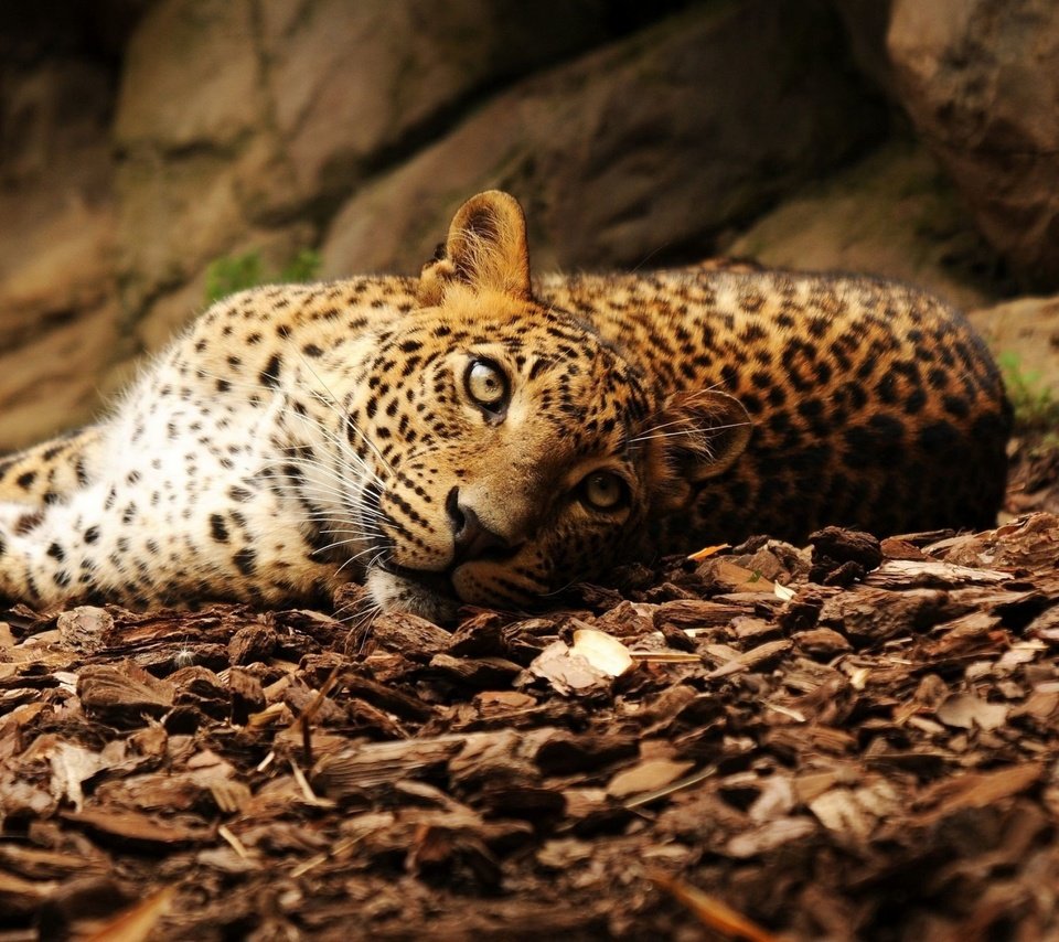Обои морда, взгляд, большая кошка, ягуар, осенние листья, face, look, big cat, jaguar, autumn leaves разрешение 2240x1400 Загрузить