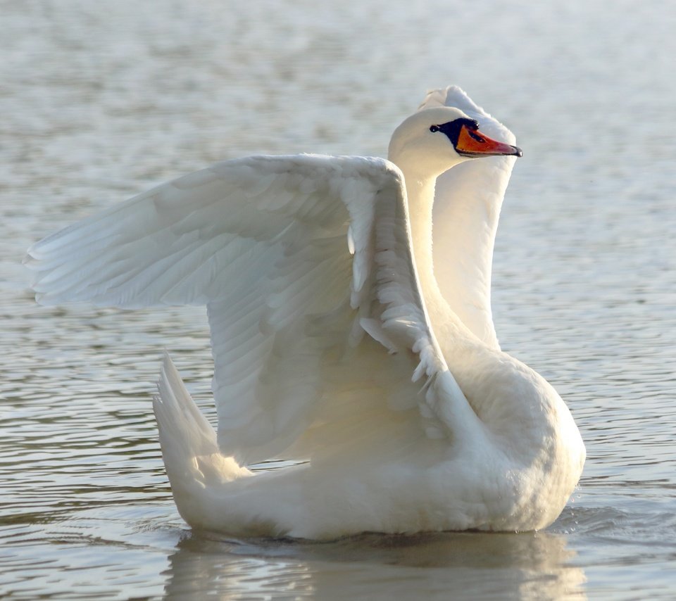 Обои белый, водоем, птица, лебедь, white, pond, bird, swan разрешение 3840x2560 Загрузить