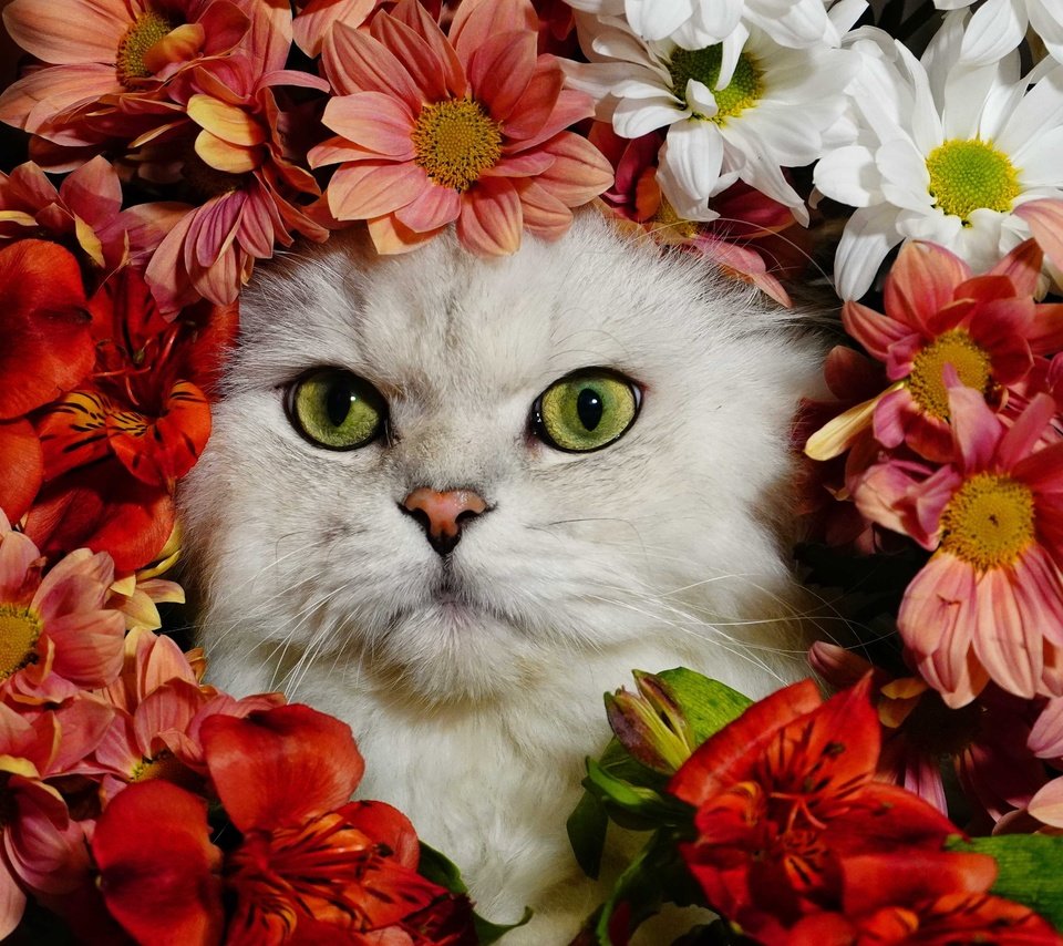 Обои цветы, кот, белый, flowers, cat, white разрешение 4572x3234 Загрузить