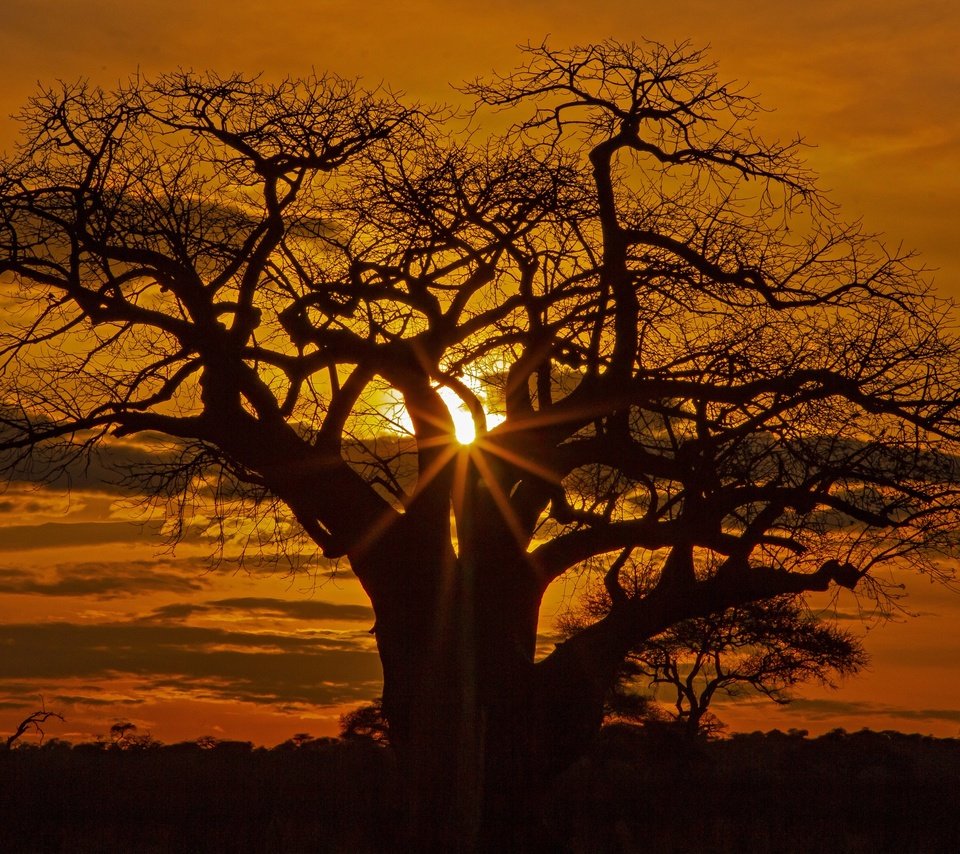 Обои дерево, закат, африка, силуэт, саванна, tree, sunset, africa, silhouette, savannah разрешение 3072x2048 Загрузить