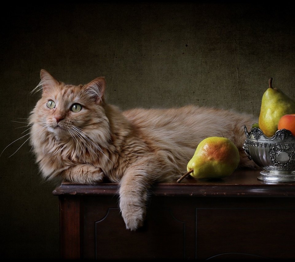 Обои фон, кот, рыжий, груши, background, cat, red, pear разрешение 2048x1350 Загрузить