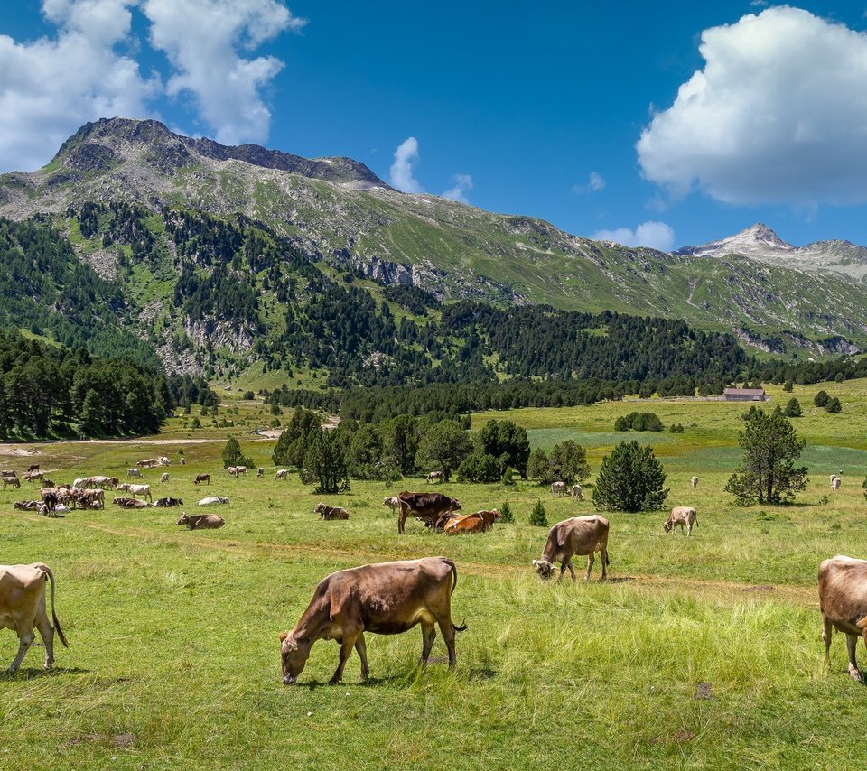 Обои горы, зелень, пастбище, альпы, стадо, коровы, mountains, greens, pasture, alps, the herd, cows разрешение 3000x1688 Загрузить