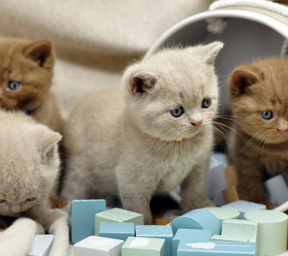 Обои котенок, кубики, кошки, малыши, котята, коробка, британские, милые, kitty, cubes, cats, kids, kittens, box, british, cute разрешение 2560x1700 Загрузить