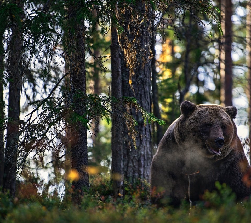 Обои лес, медведь, зверь, forest, bear, beast разрешение 2600x1586 Загрузить