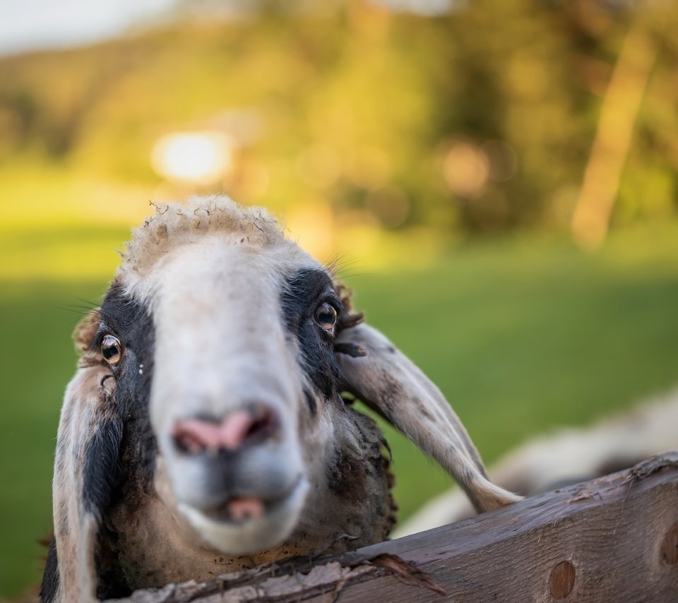 Обои морда, фон, овца, face, background, sheep разрешение 6144x4101 Загрузить