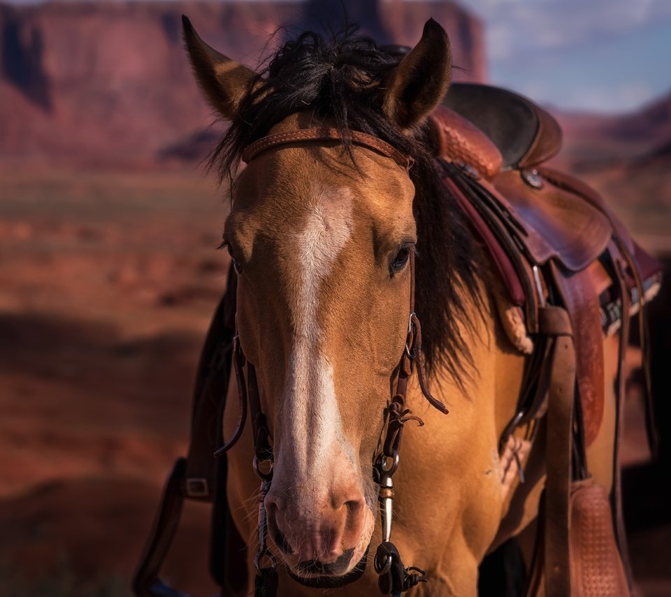 Обои морда, лошадь, конь, седло, face, horse, saddle разрешение 6016x4016 Загрузить