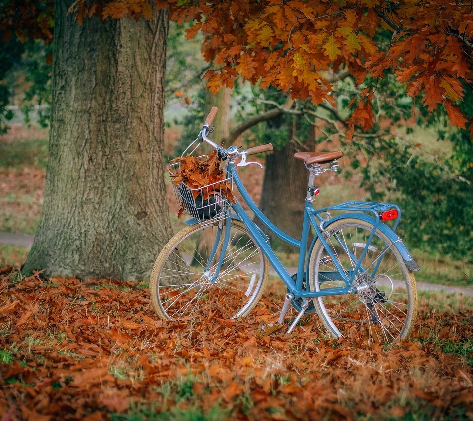 Обои парк, осень, велосипед, park, autumn, bike разрешение 2880x2160 Загрузить