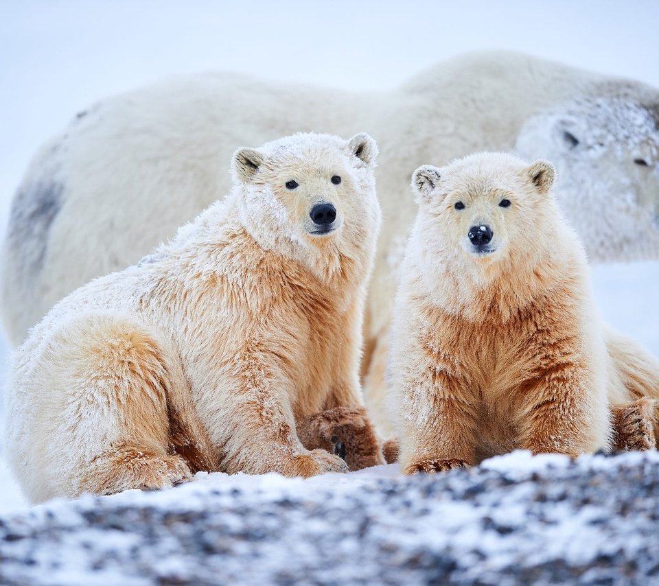 Обои снег, медвежата, зима, взгляд, мама, малыши, белый медведь, медвежонок, белые медведи, snow, bears, winter, look, mom, kids, polar bear, bear, polar bears разрешение 2000x1331 Загрузить