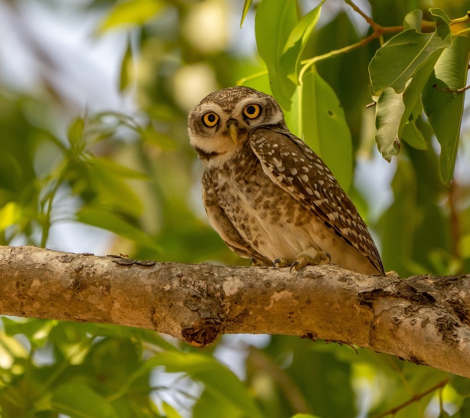 Обои сова, дерево, ветки, листва, взгляд, птица, боке, сыч, owl, tree, branches, foliage, look, bird, bokeh разрешение 3517x2345 Загрузить