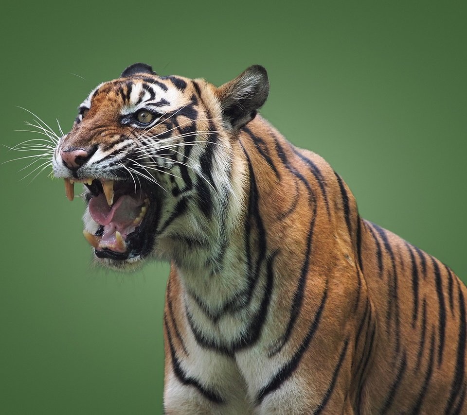 Обои тигр, хищник, оскал, пасть, зеленый фон, дикая кошка, tiger, predator, grin, mouth, green background, wild cat разрешение 2048x1536 Загрузить