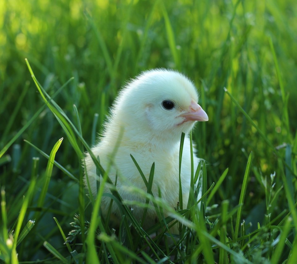 Обои трава, птенец, зелень, птица, малыш, цыплёнок, птенчик, grass, chick, greens, bird, baby, chicken разрешение 5184x3456 Загрузить