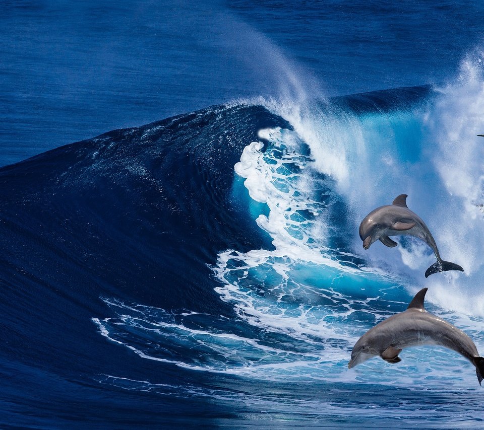 Обои волны, море, рендеринг, дельфины, wave, sea, rendering, dolphins разрешение 2560x1701 Загрузить