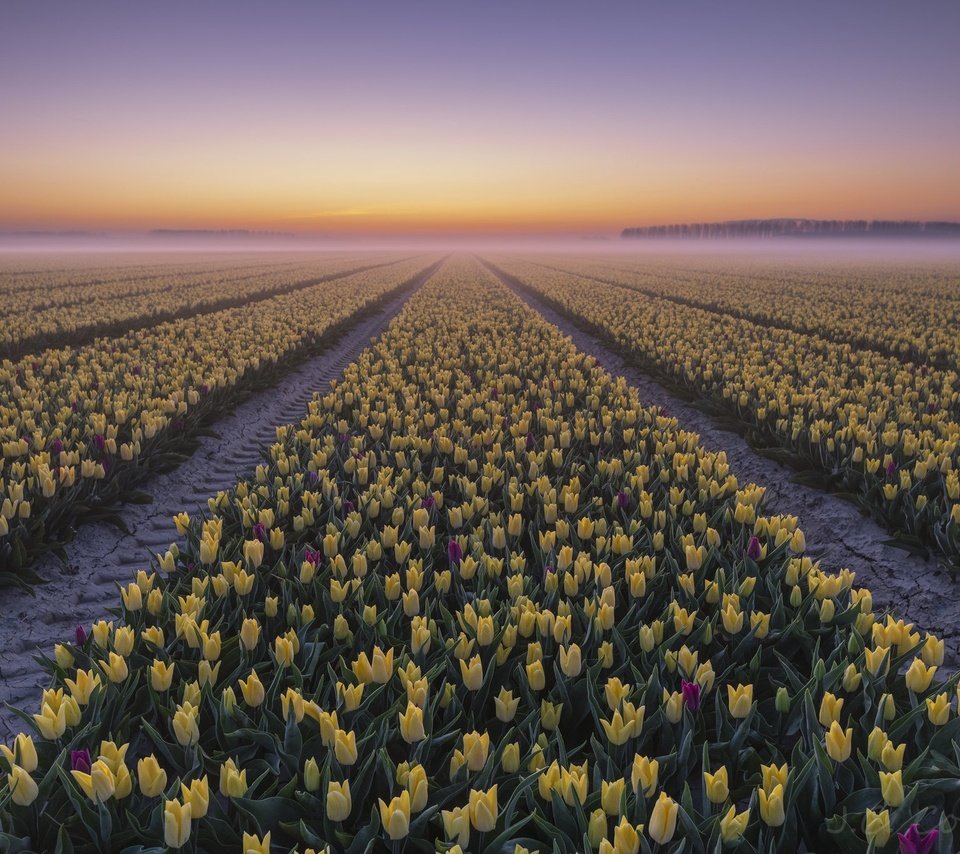Обои закат, туман, тюльпаны, sunset, fog, tulips разрешение 2048x1365 Загрузить