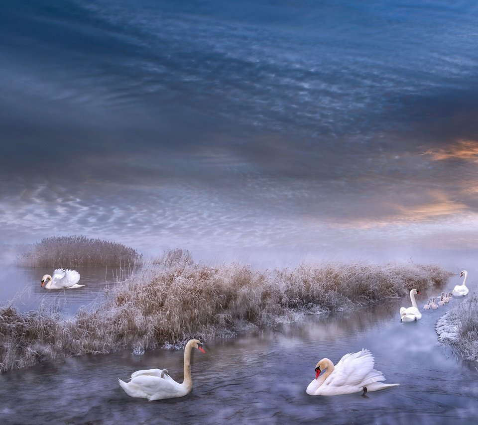 Обои зима, иней, водоем, рендеринг, лебеди, winter, frost, pond, rendering, swans разрешение 3840x2160 Загрузить