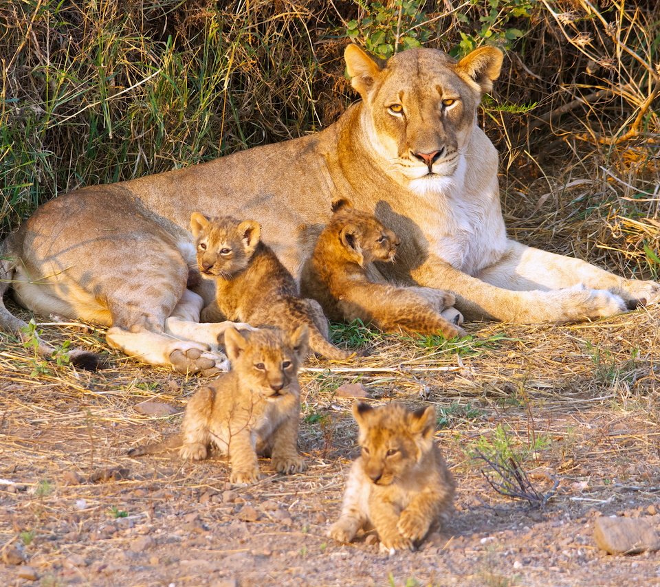 Обои хищник, большая кошка, лев, львята, львица, дикая кошка, детеныши, predator, big cat, leo, the cubs, lioness, wild cat, cubs разрешение 4928x3264 Загрузить