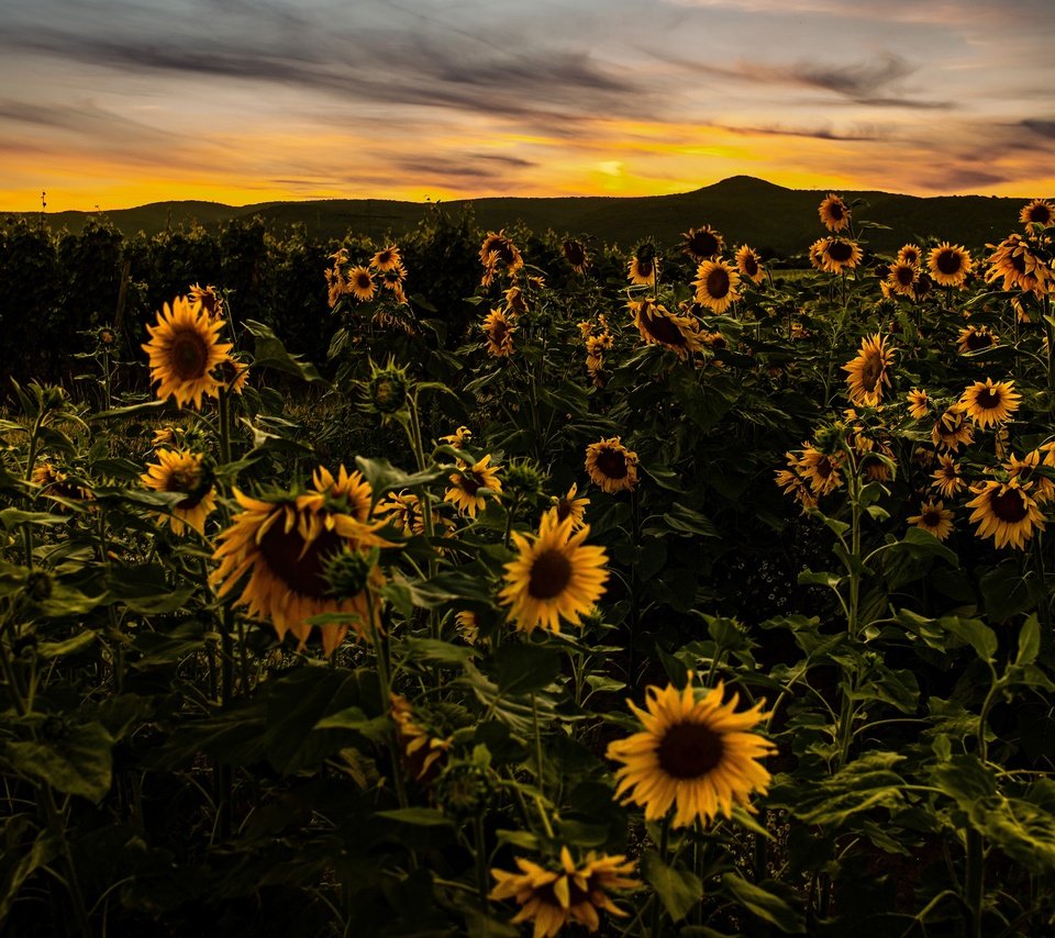 Обои цветы, вечер, холмы, закат, поле, подсолнухи, flowers, the evening, hills, sunset, field, sunflowers разрешение 3840x2160 Загрузить