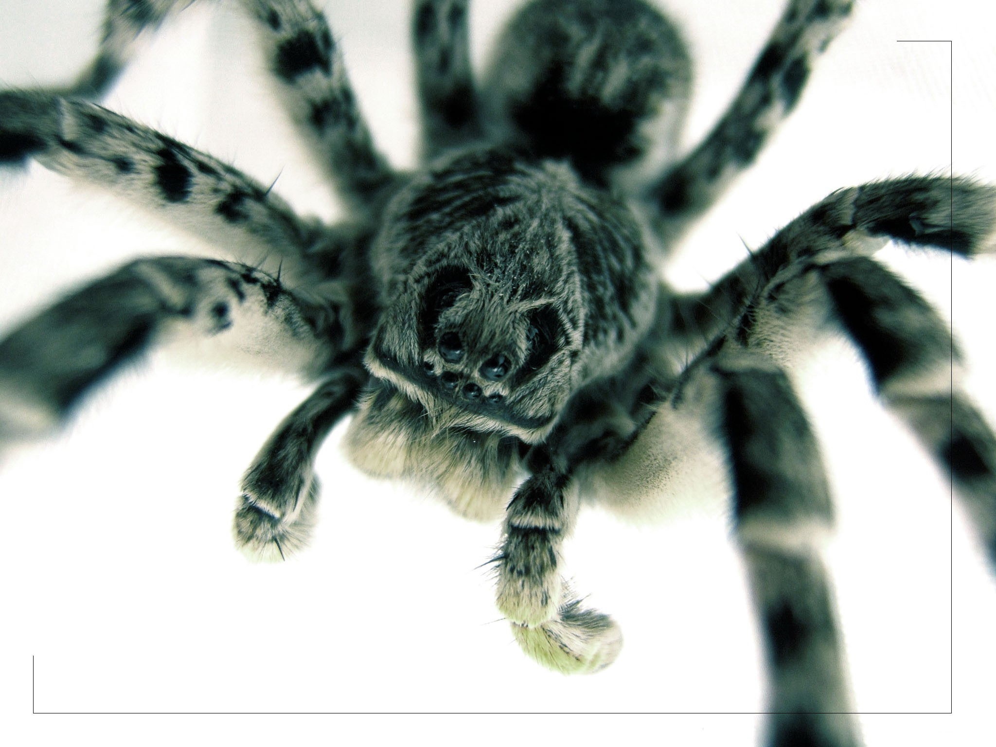 Обои глаза, макро, паук, крупным планом, тарантул, eyes, macro, spider, closeup, tarantula разрешение 2048x1536 Загрузить