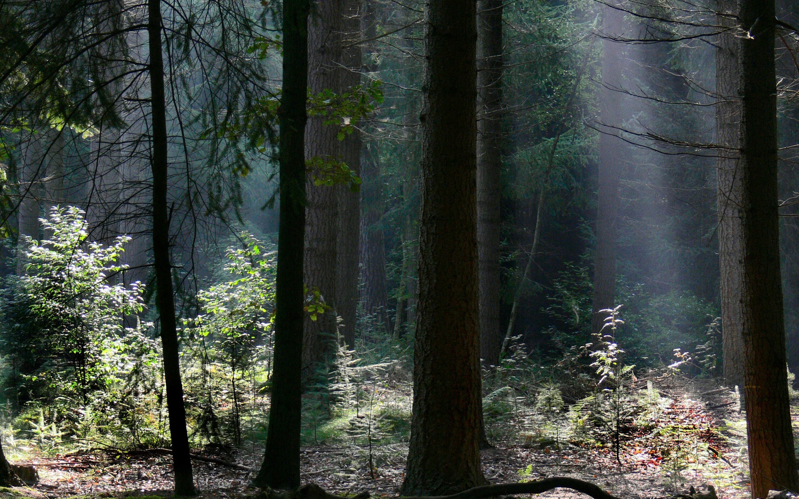 Как хорошо летом в лесу густая. Лес Триллемарка-Роллагсфьелл. «Лес на острове Нарген» («девственный лес»). Малахитовый лес. Лесная прогалина.