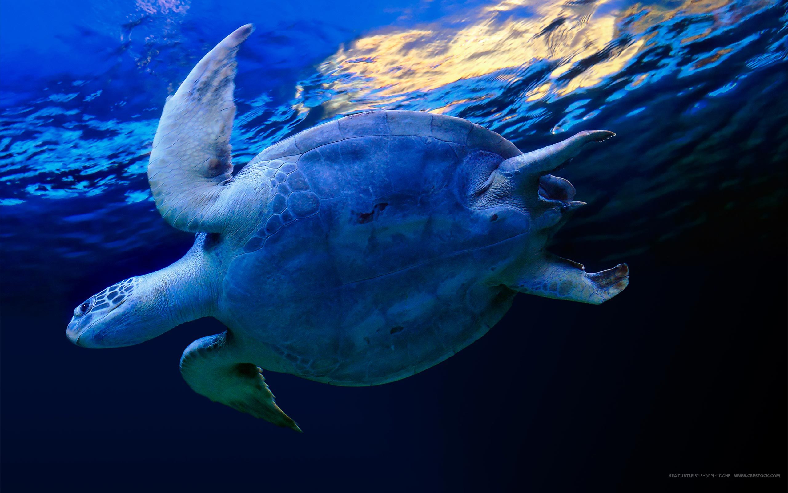 Обои вода, синий, черепаха, water, blue, turtle разрешение 2560x1600 Загрузить