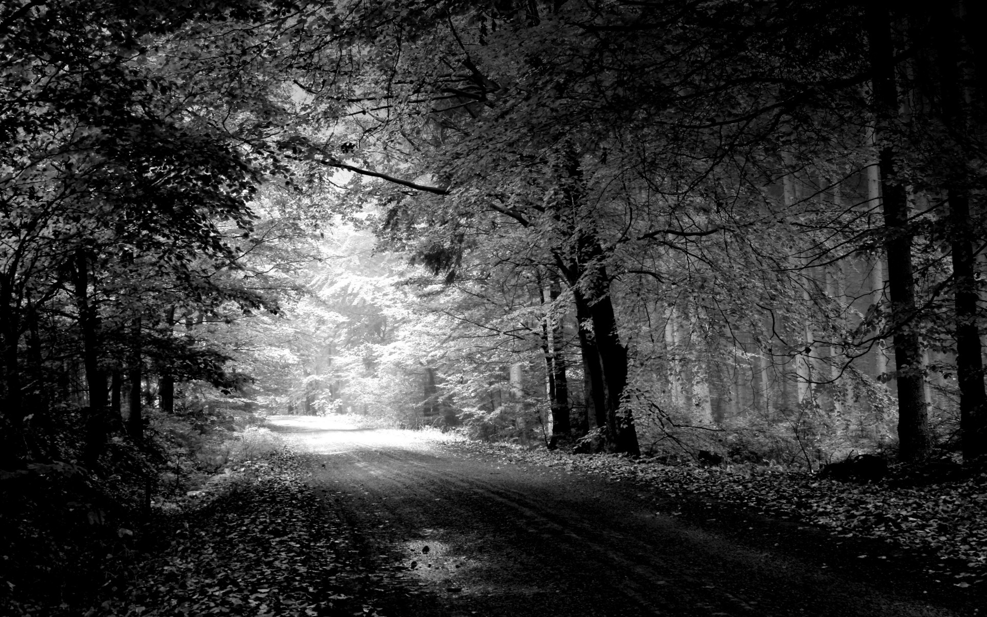 Обои дорога, деревья, природа, пейзаж, чёрно-белое, road, trees, nature, landscape, black and white разрешение 1920x1200 Загрузить