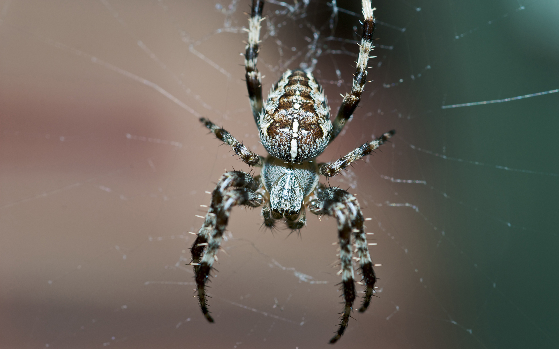 Обои паук, паутина, spider, web разрешение 1920x1200 Загрузить