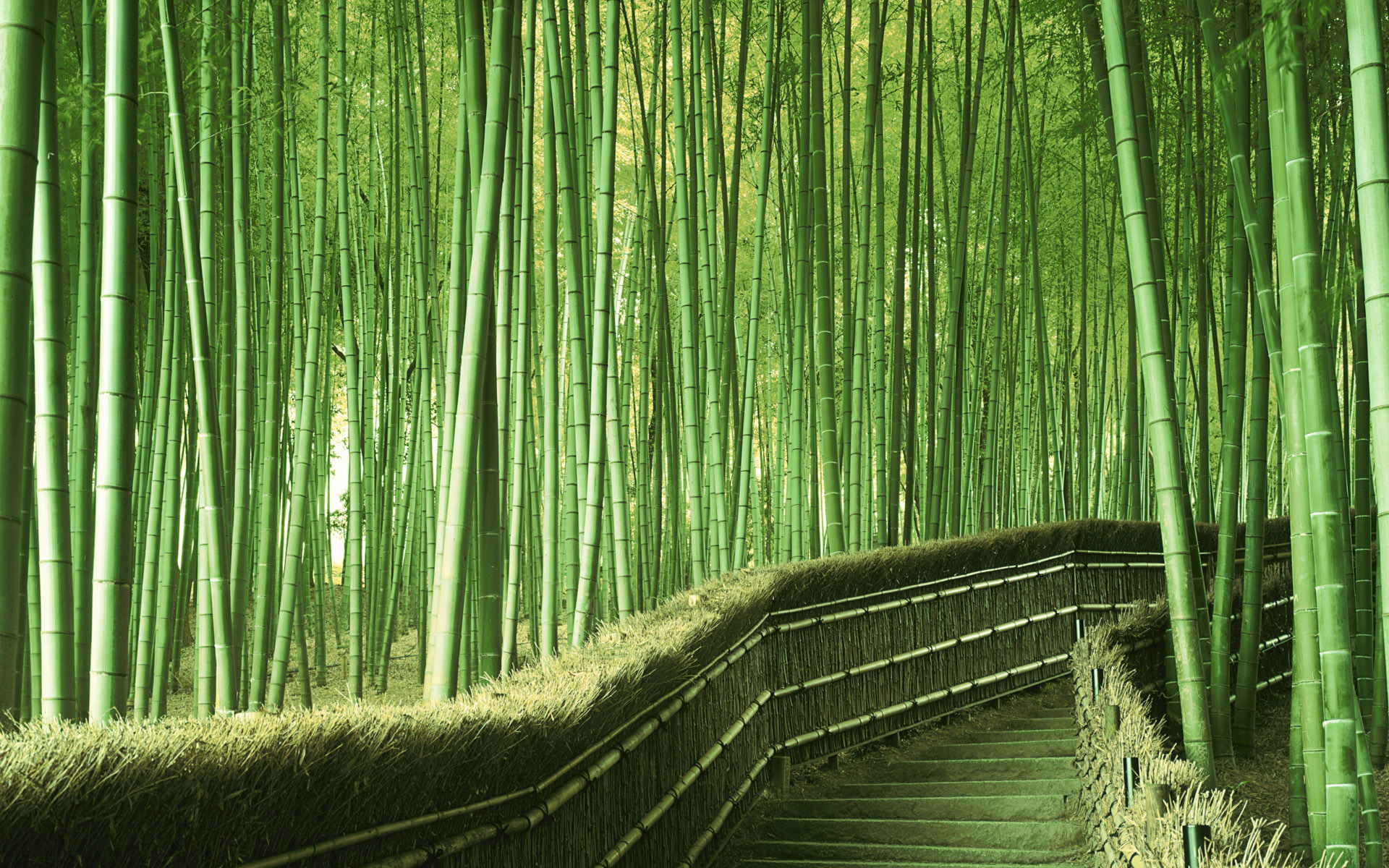 Обои зелень, япония, бамбук, greens, japan, bamboo разрешение 1920x1200 Загрузить
