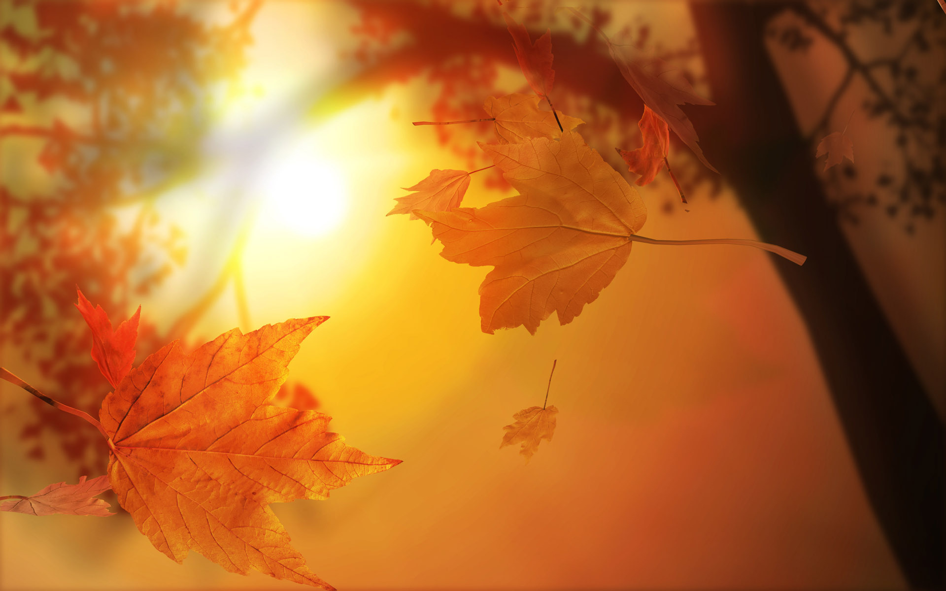 Обои солнце, листья, осень, the sun, leaves, autumn разрешение 1920x1200 Загрузить