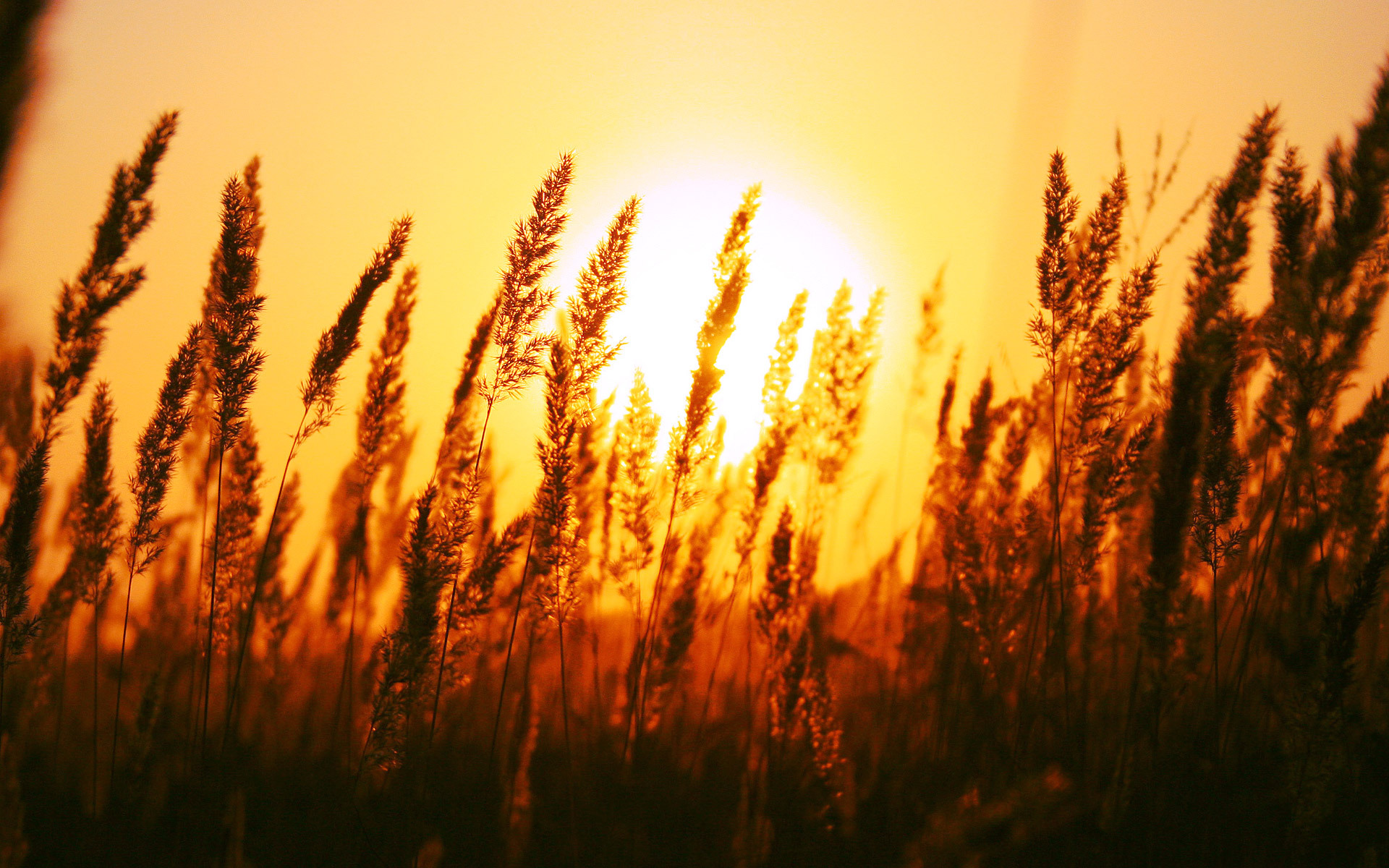 Обои трава, солнце, природа, поле, рассвет, колоски, grass, the sun, nature, field, dawn, spikelets разрешение 1920x1200 Загрузить