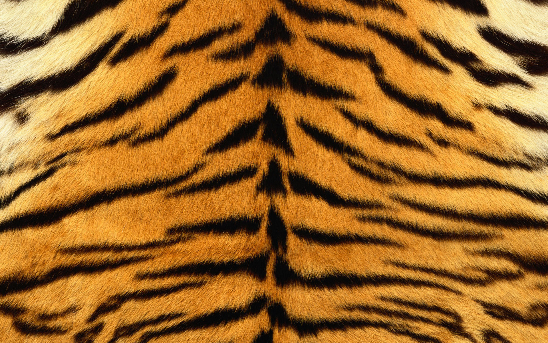 Обои тигр, полоски, шкура, мех, полосатый, tiger, strips, skin, fur, striped разрешение 1920x1200 Загрузить