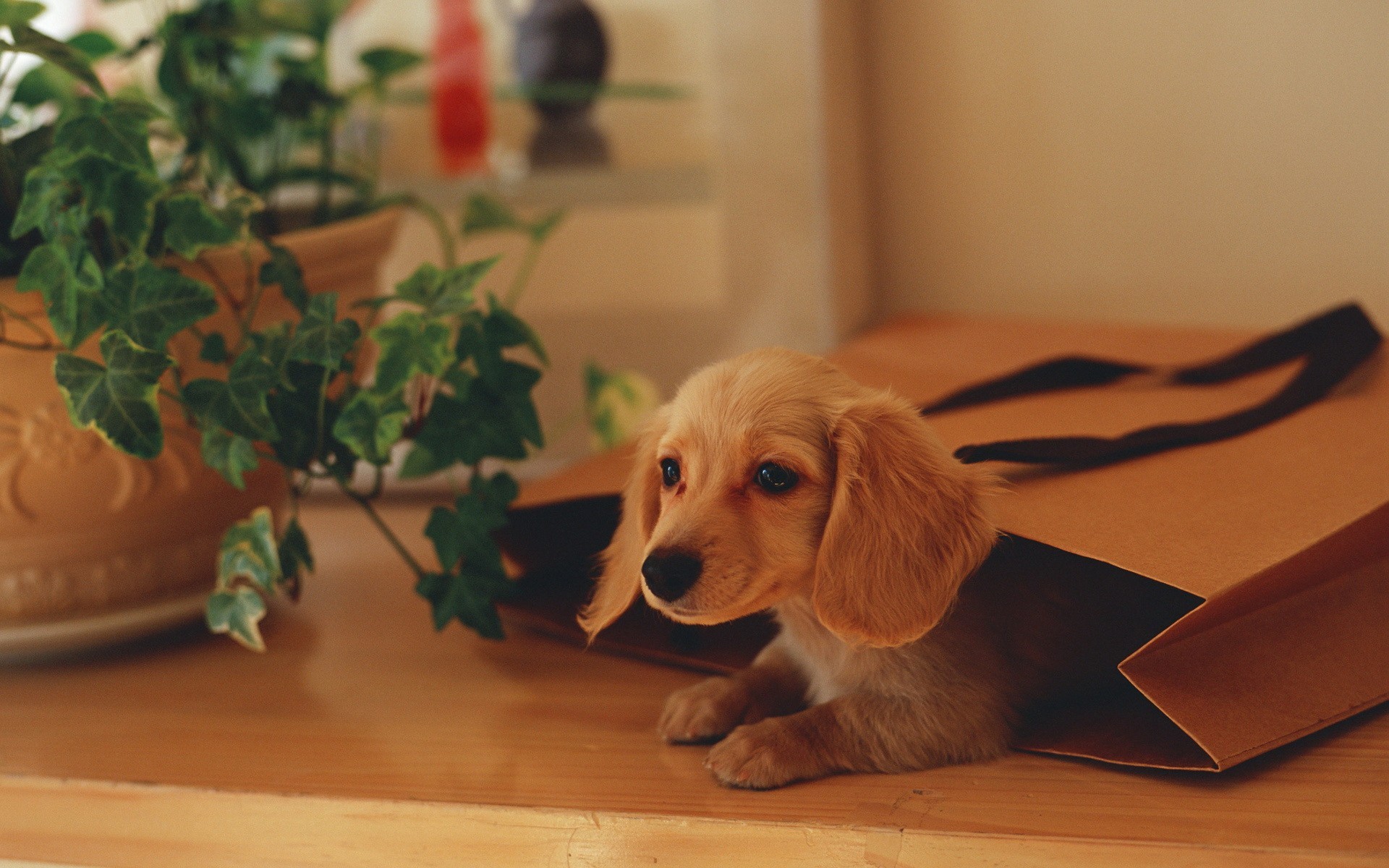 Обои щенок, растение, пакет, puppy, plant, package разрешение 1920x1200 Загрузить