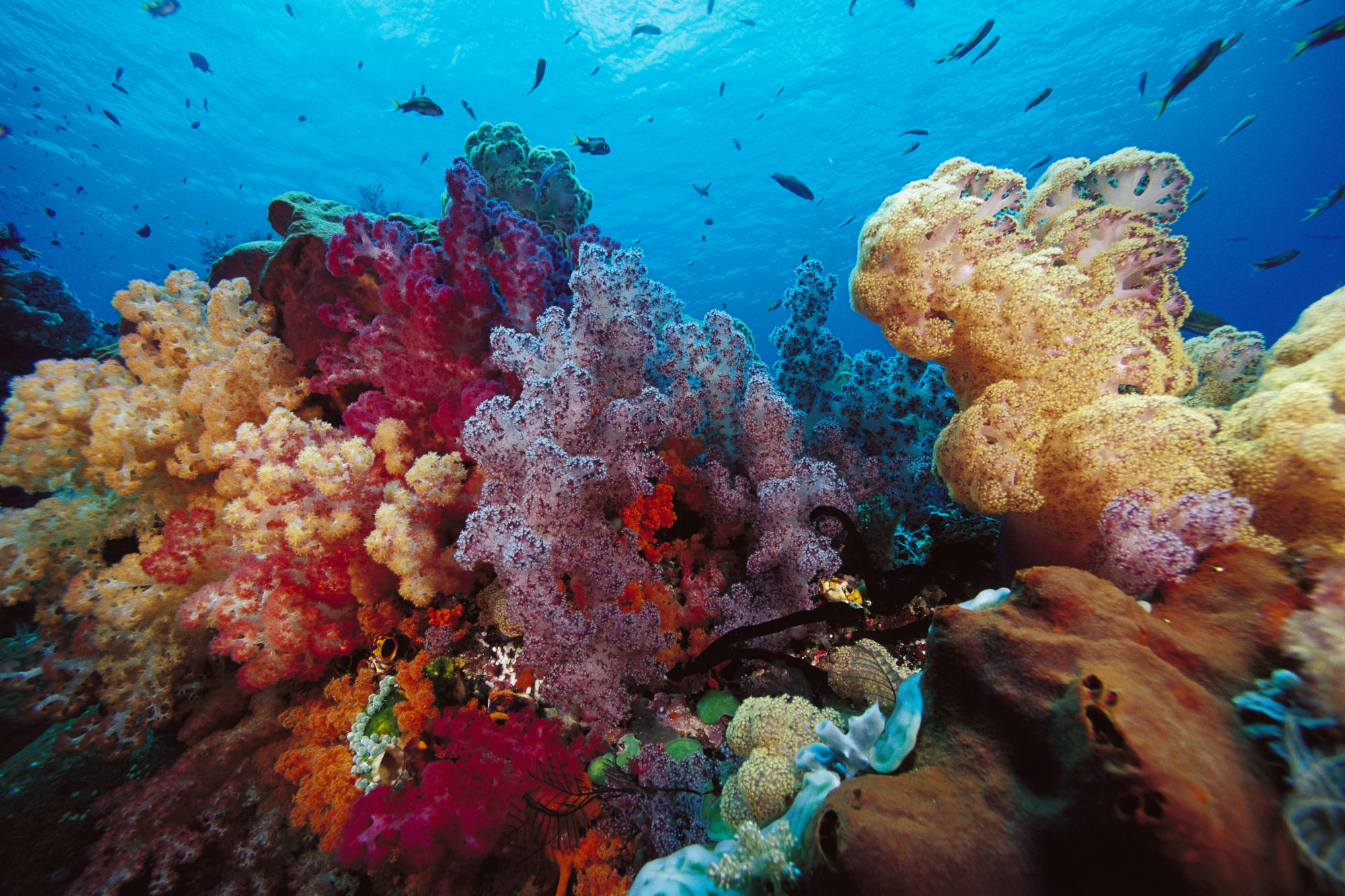 Жизнь в океане сконцентрирована на мелководье. Риф коралловый 54546. Кораллы бентос. Жак Ив Кусто рас Мохаммед. Коралловые рифы красного моря.