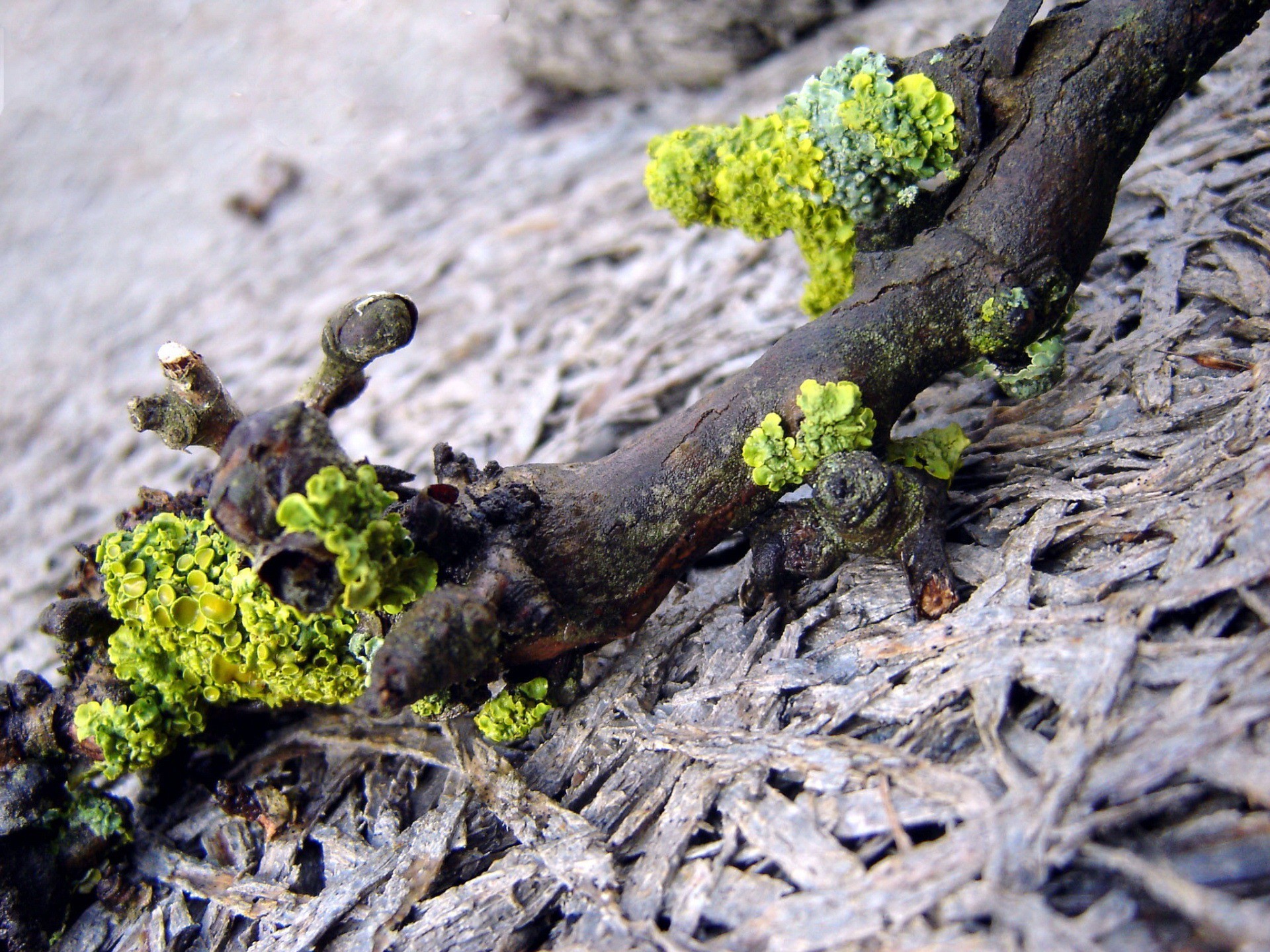 Обои ветка, природа, макро, мох, коряга, лишайники, branch, nature, macro, moss, snag, lichens разрешение 1920x1440 Загрузить